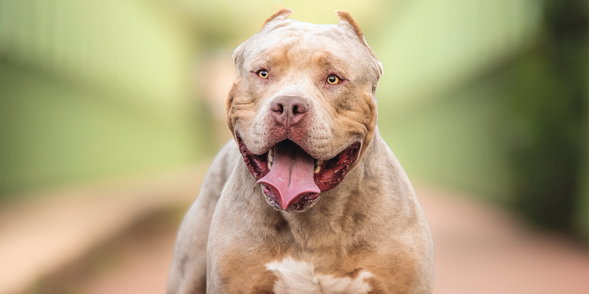 XL Bully owner defends breed and says banning them 'won't work